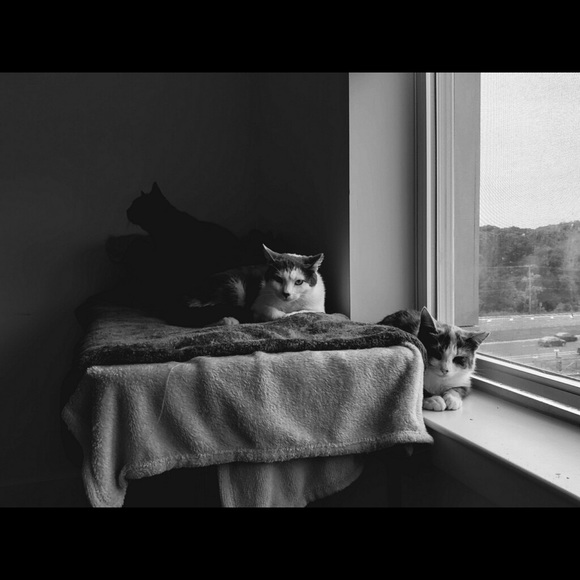 Bear - Picture 12 of 16